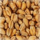 MALTE CHATEAU WHEAT BLANC TRIGO BELGA - SACA 25KG