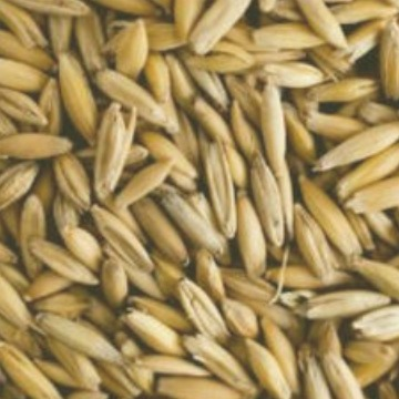 MALTE CHATEAU OAT MALT BELGA (AVEIA MALTADA) - 100G
