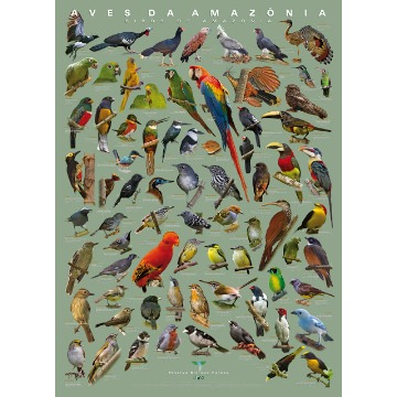 Pôster Aves da Amazônia